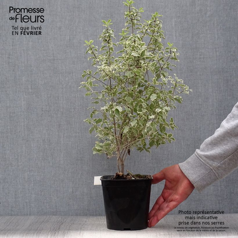 Esemplare di Pittosporum tenuifolium Variegatum Vaso da 2L/3L come consegnato in autunno