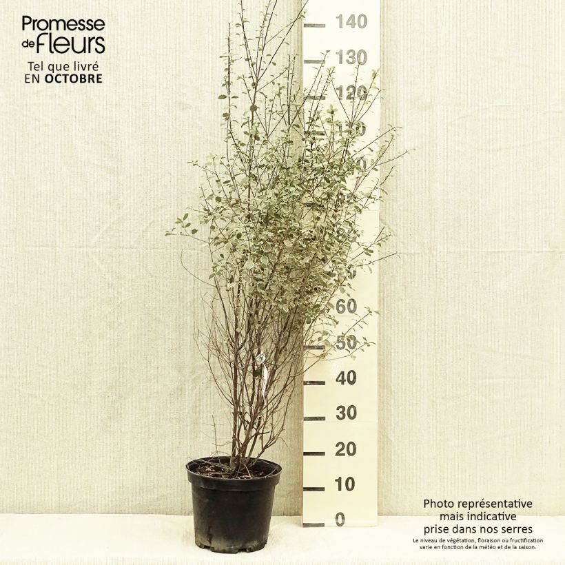 Esemplare di Pittosporum tenuifolium Victoria Vaso da 4L/5L come consegnato in autunno