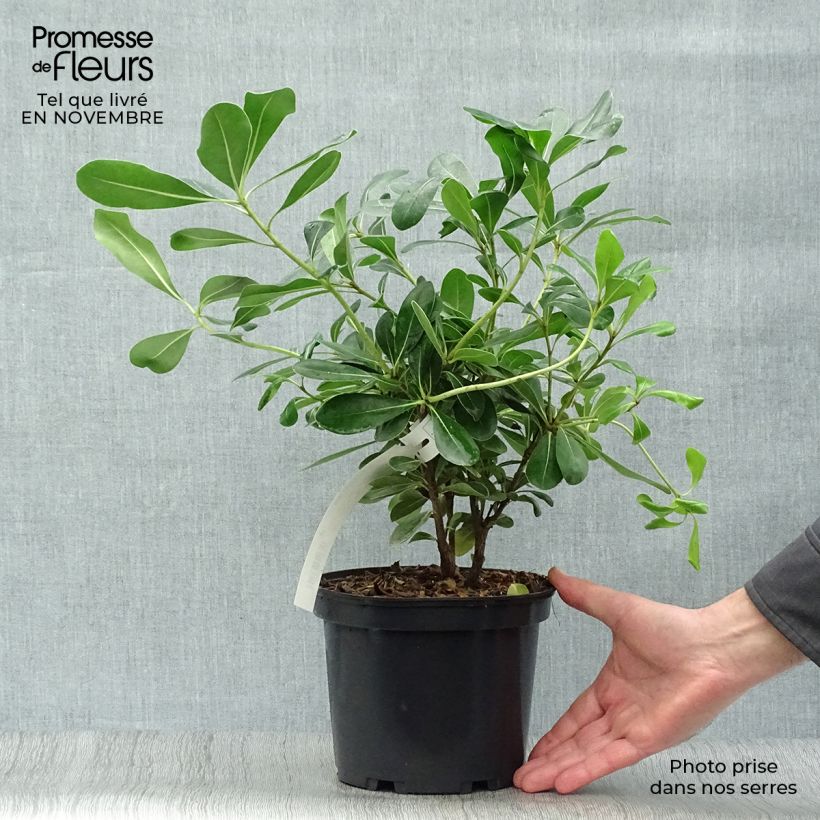 Esemplare di Pittosporum tobira - Pitosforo Vaso da 2L/3L come consegnato in autunno