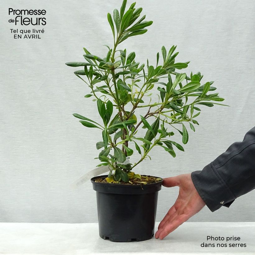 Pittosporum tobira - Pitosforo Vaso da 2L/3L esemplare consegnato in primavera