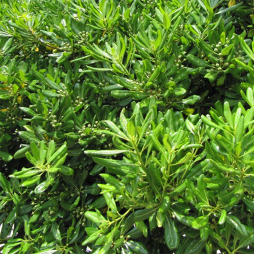 Pittosporum tobira - Pitosforo (Fogliame)