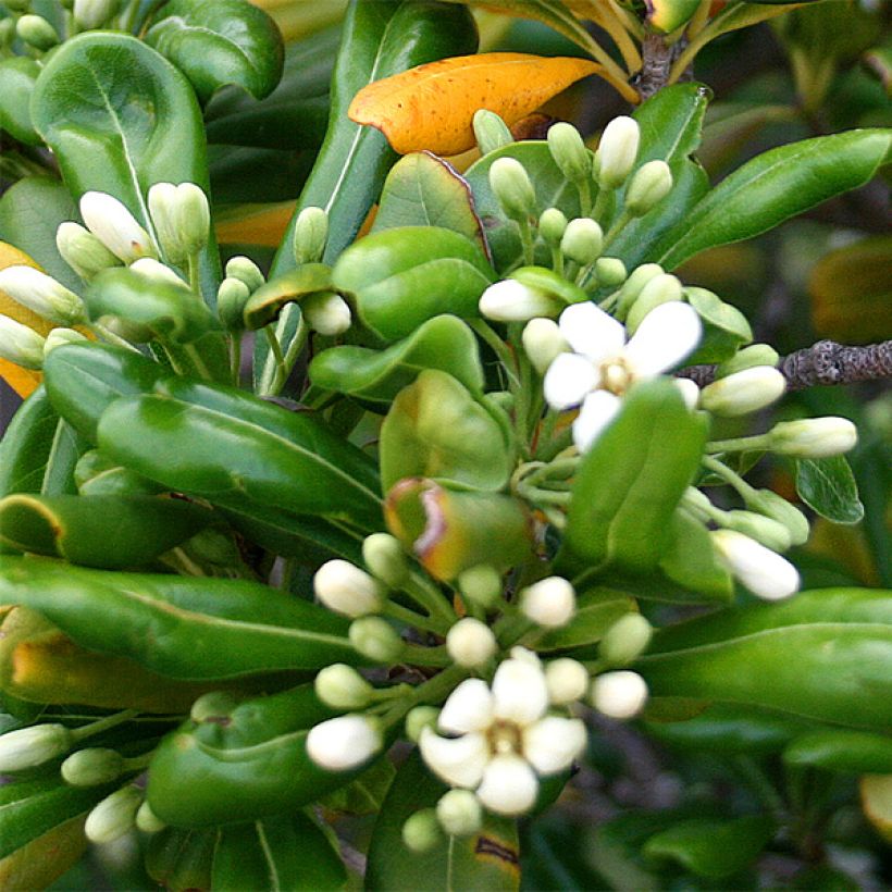 Pittosporum tobira - Pitosforo (Fioritura)