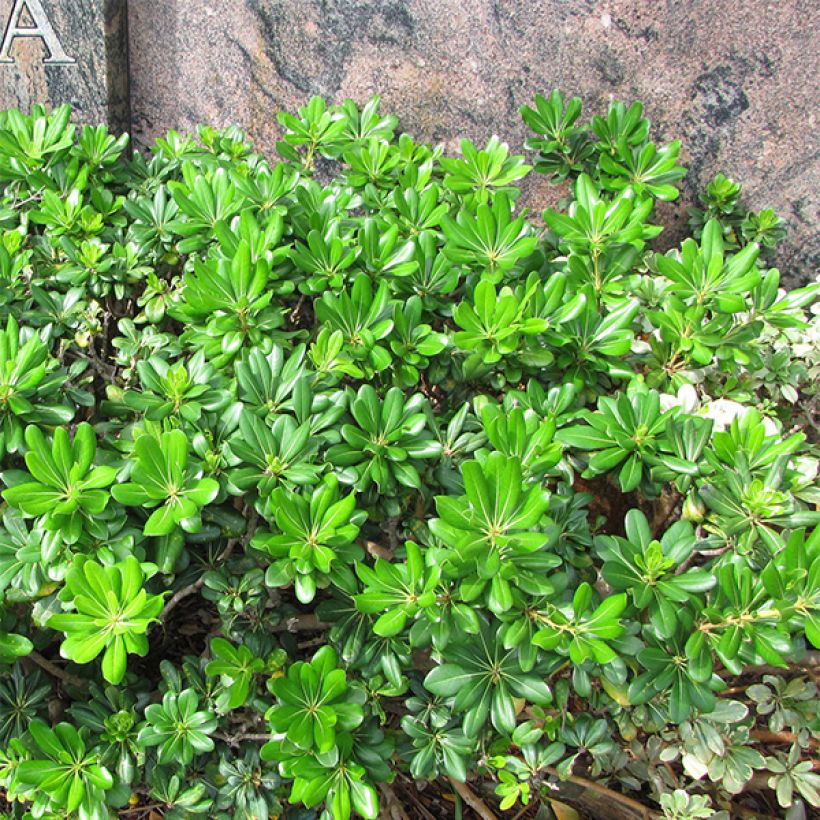 Pittosporum tobira - Pitosforo (Porto)