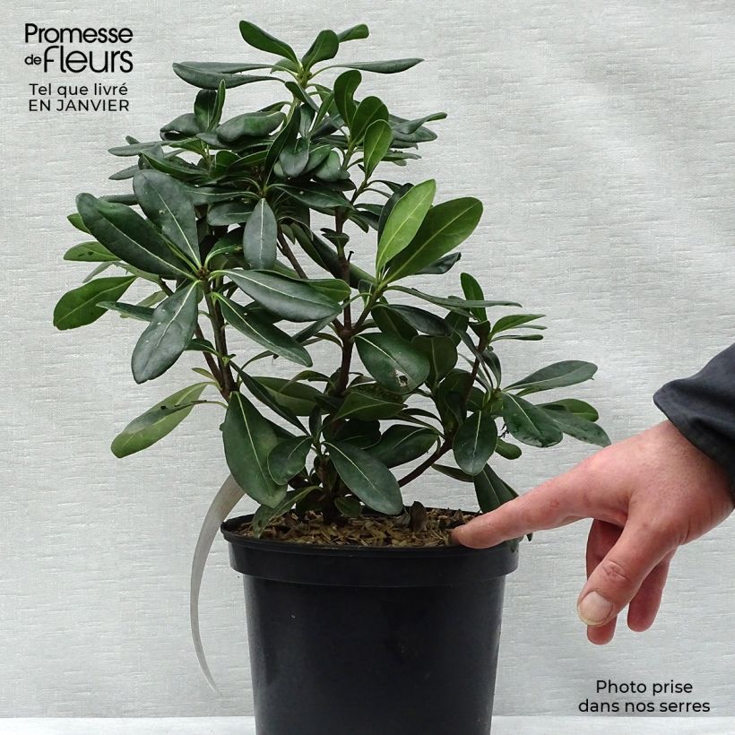 Pittosporum tobira - Pitosforo Vaso da 2L/3L esemplare consegnato in inverno