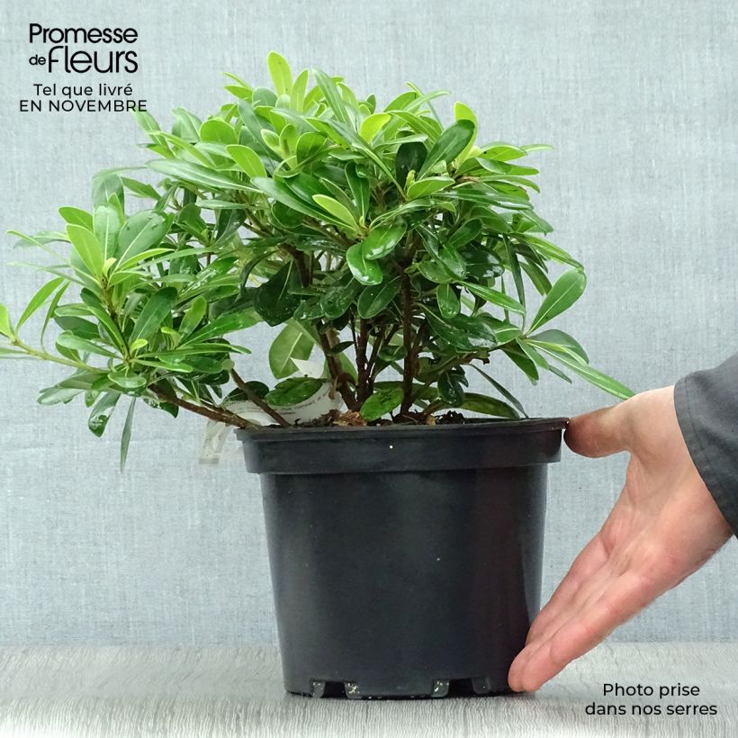 Esemplare di Pittosporum tobira Nanum Vaso da 2L/3L come consegnato in autunno