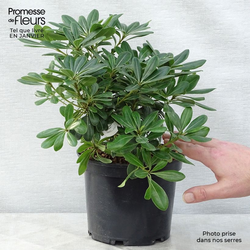 Pittosporum&#x20;tobira&#x20;Nanum&#x20;Vaso&#x20;da&#x20;2L&#x2F;3L&#x20;esemplare&#x20;consegnato&#x20;in&#x20;inverno