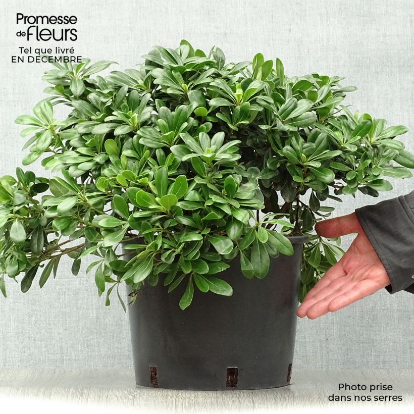 Pittosporum&#x20;tobira&#x20;Nanum&#x20;Vaso&#x20;da&#x20;7,5L&#x2F;10L&#x20;esemplare&#x20;consegnato&#x20;in&#x20;inverno