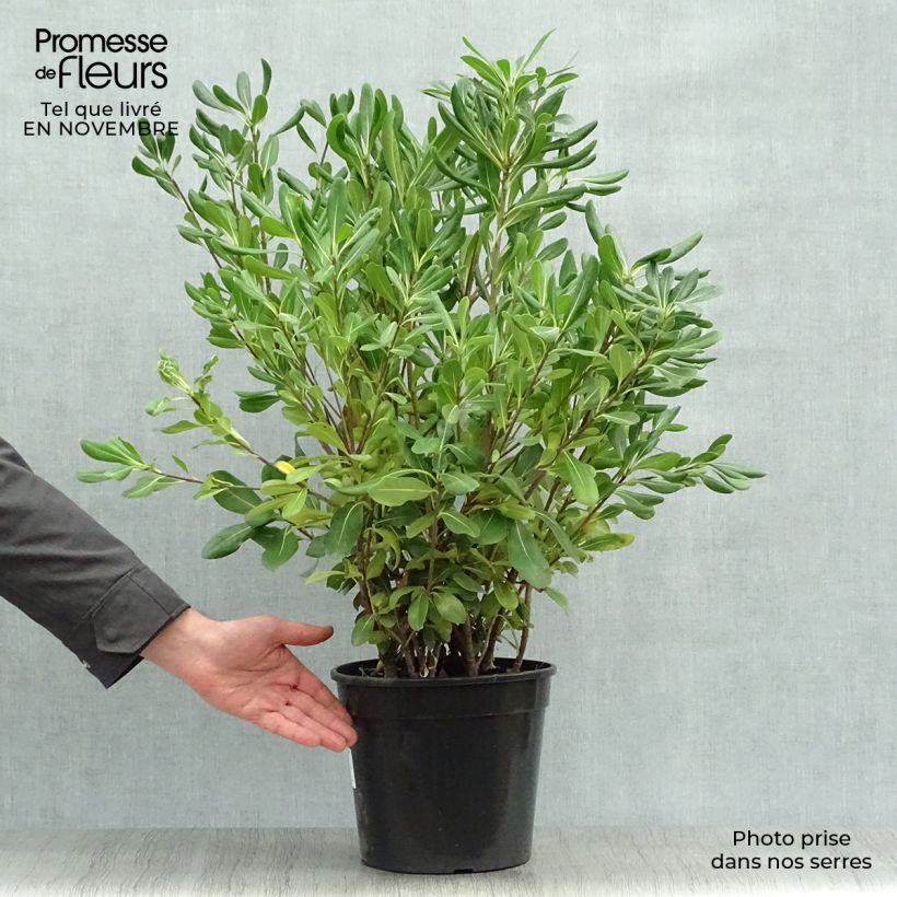 Esemplare di Pittosporum tobira - Pitosforo Vaso da 7,5L/10L come consegnato in autunno