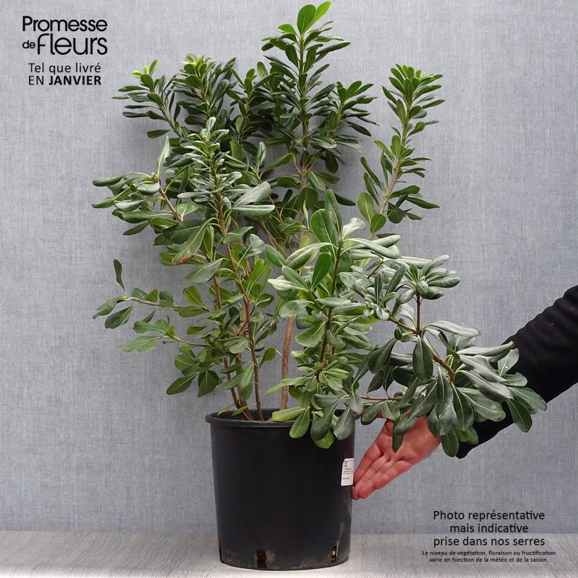 Pittosporum tobira - Pitosforo Vaso da 7,5L/10L esemplare consegnato in inverno