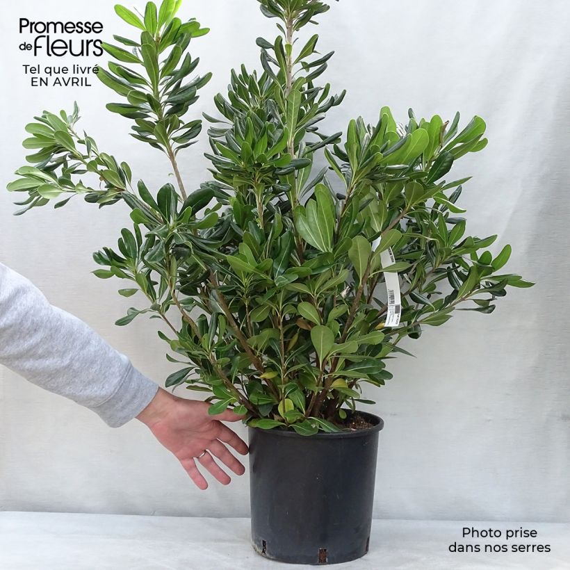 Pittosporum tobira - Pitosforo Vaso da 7,5L/10L esemplare consegnato in primavera