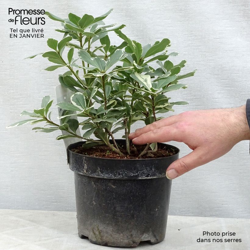 Pittosporum tobira Variegatum Vaso da 2L/3L esemplare consegnato in inverno