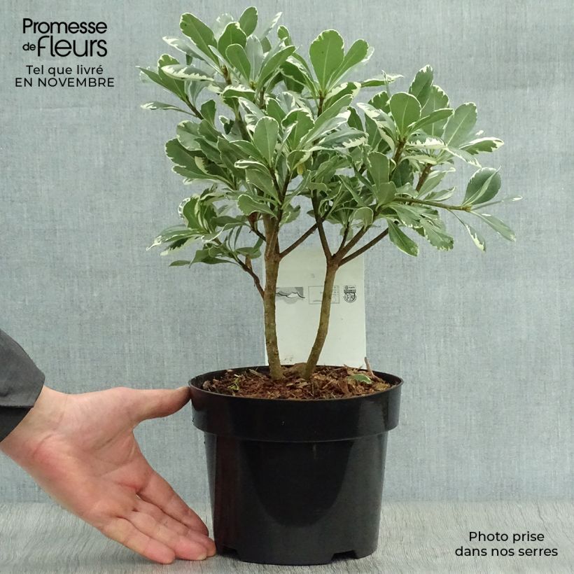 Esemplare di Pittosporum tobira Variegatum Vaso da 2L/3L come consegnato in autunno
