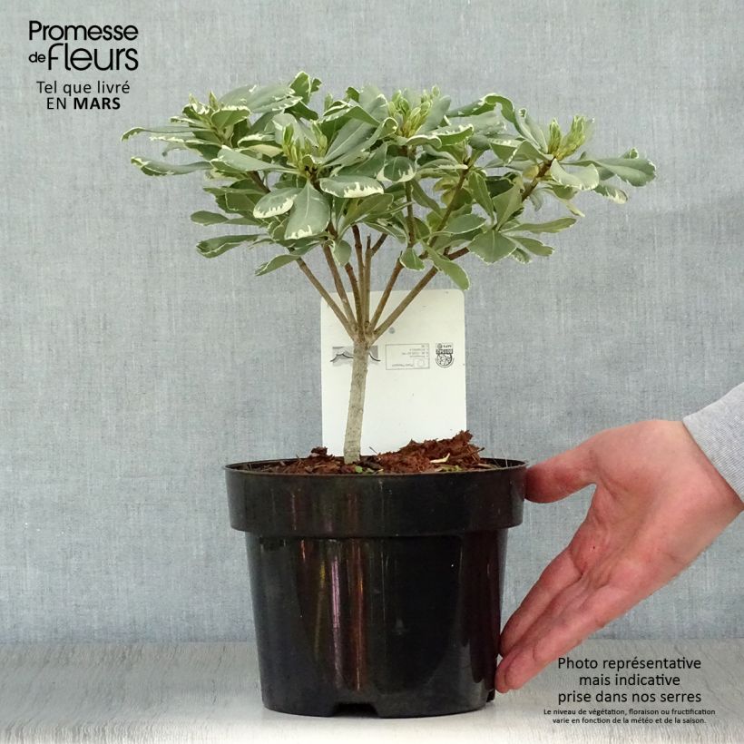 Pittosporum tobira Variegatum Vaso da 2L/3L esemplare consegnato in primavera