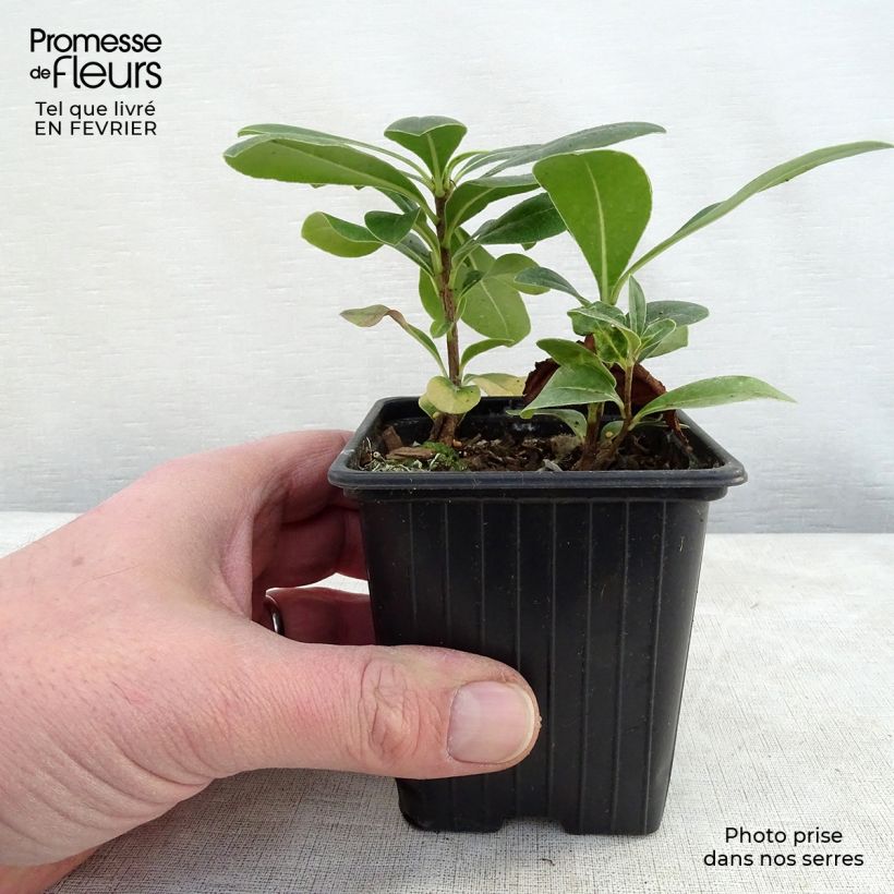 Pittosporum tobira - Pitosforo Vasetto da 8/9 cm esemplare consegnato in inverno
