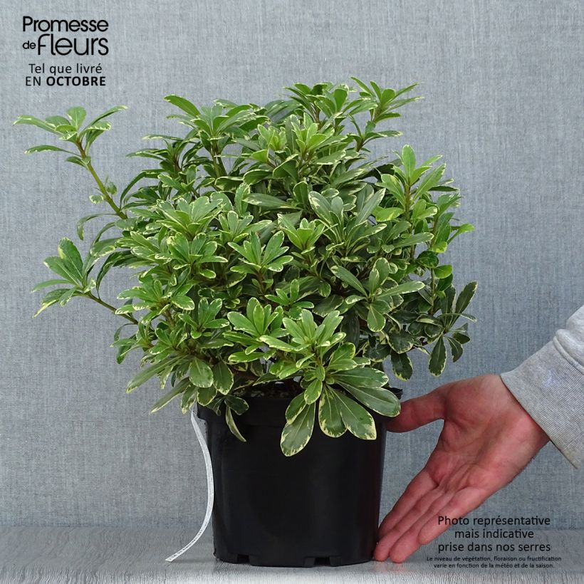 Esemplare di Pittosporum tobira var. nana Neige du Mont Ventoux Vaso da 3L/4L come consegnato in autunno