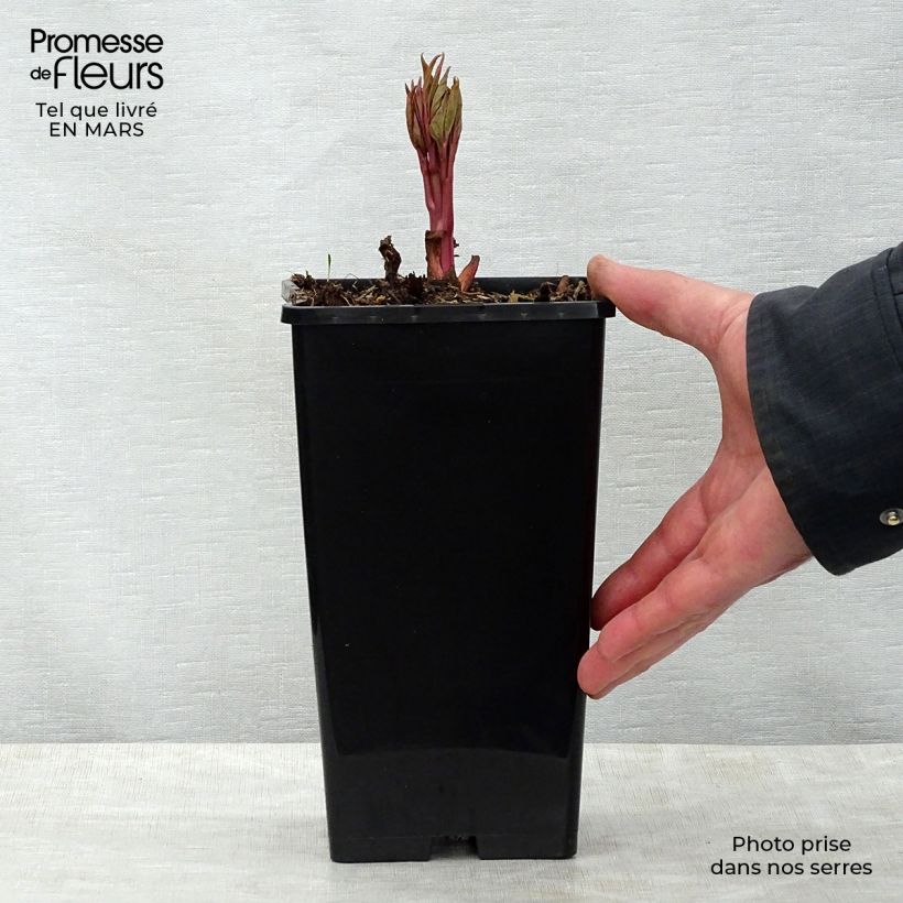 Peonia erbacea Claire de Lune Vaso da 3L/4L esemplare consegnato in primavera