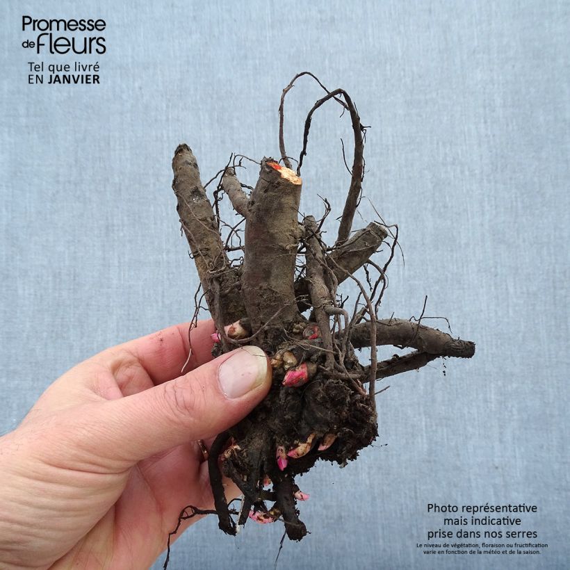 Peonia erbacea Coral Sunset Cespo 3/5 occhi esemplare consegnato in inverno