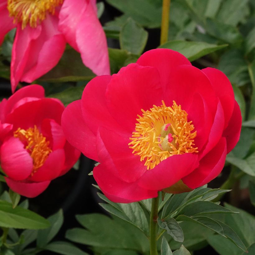Peonia erbacea Flame (Fioritura)