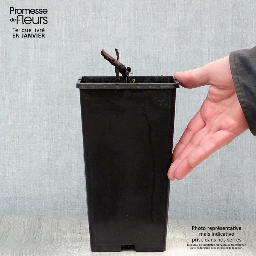 Peonia Itoh Bartzella Vaso da 3L/4L esemplare consegnato in inverno