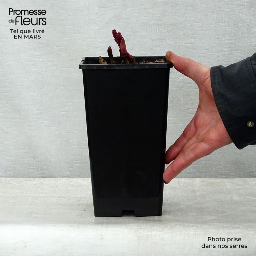 Peonia Itoh Bartzella Vaso da 3L/4L esemplare consegnato in primavera