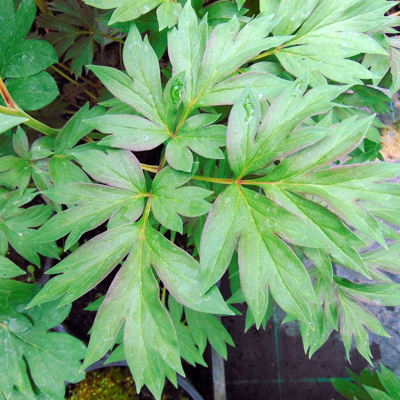 Peonia Itoh Cora Louise (Fogliame)