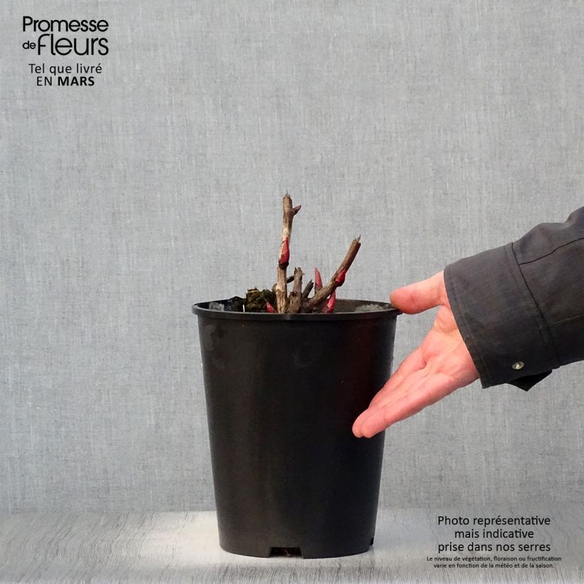 Peonia Itoh Cora Louise Vaso da 3L/4L esemplare consegnato in primavera