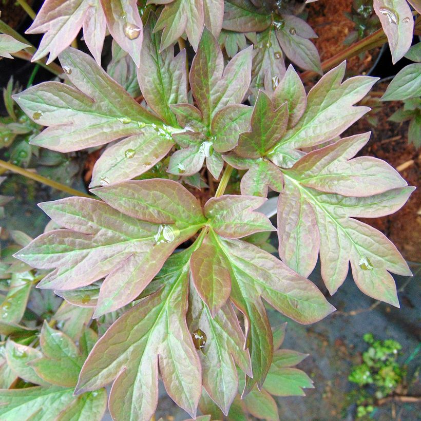 Peonia Itoh Old Rose Dandy (Fogliame)