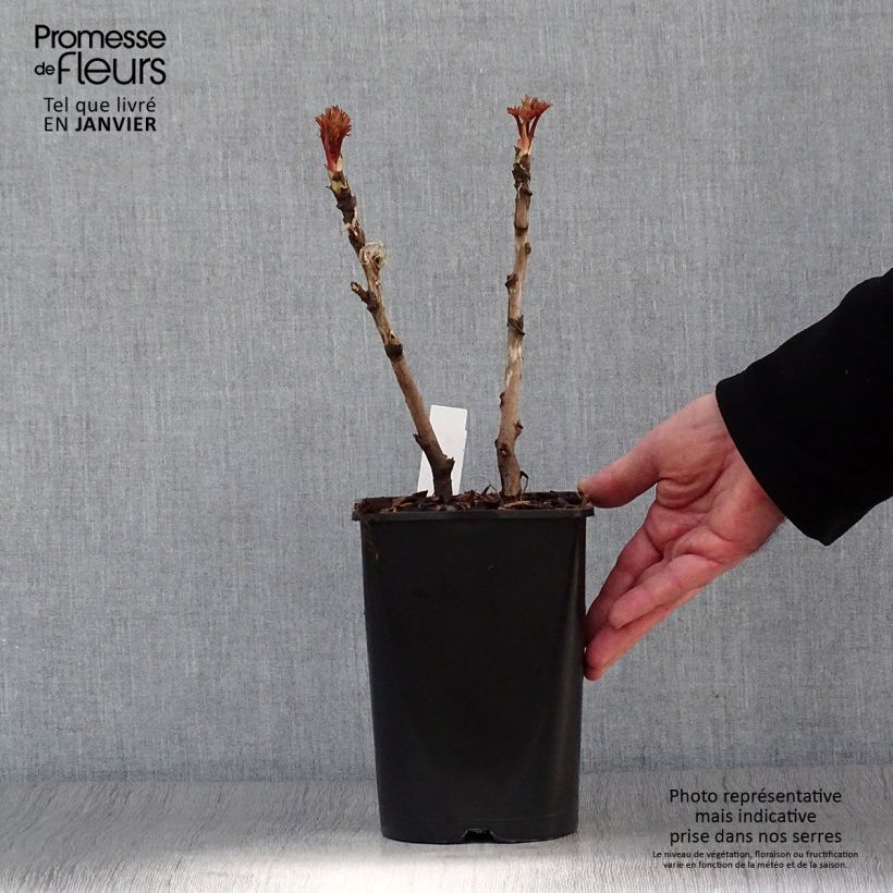 Peonia arborea Bai Yuan Hong Xia Vaso da 2L/3L esemplare consegnato in inverno