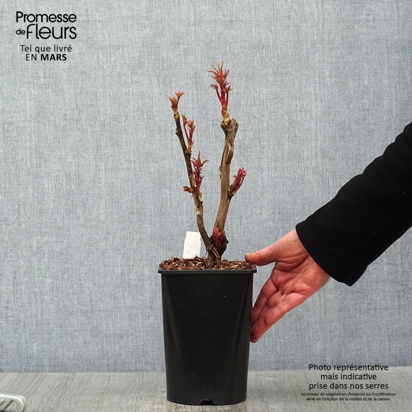 Peonia arborea Cai Hui Vaso da 2L/3L esemplare consegnato in inverno
