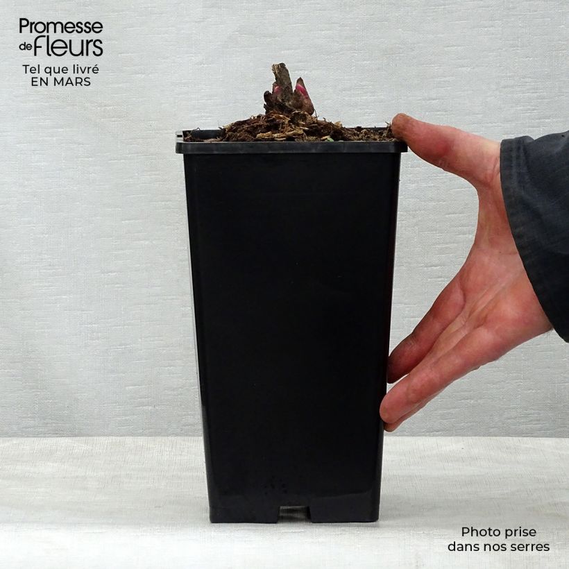 Peonia erbacea Adolphe Rousseau Vaso da 3L/4L esemplare consegnato in primavera