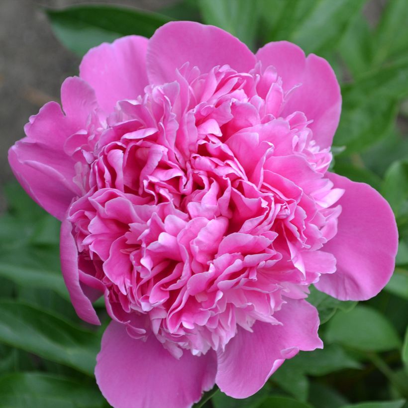 Peonia erbacea Bouquet Perfect (Fioritura)
