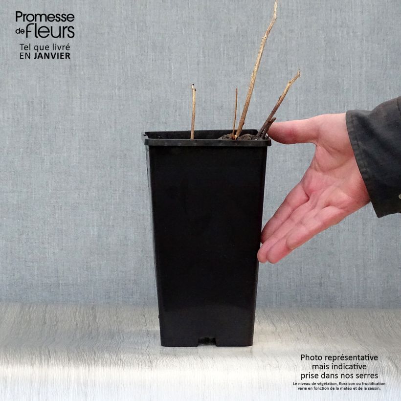 Peonia erbacea Buckeye Belle Vaso da 3L/4L esemplare consegnato in inverno