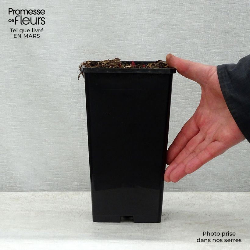 Peonia erbacea Buckeye Belle Vaso da 3L/4L esemplare consegnato in primavera