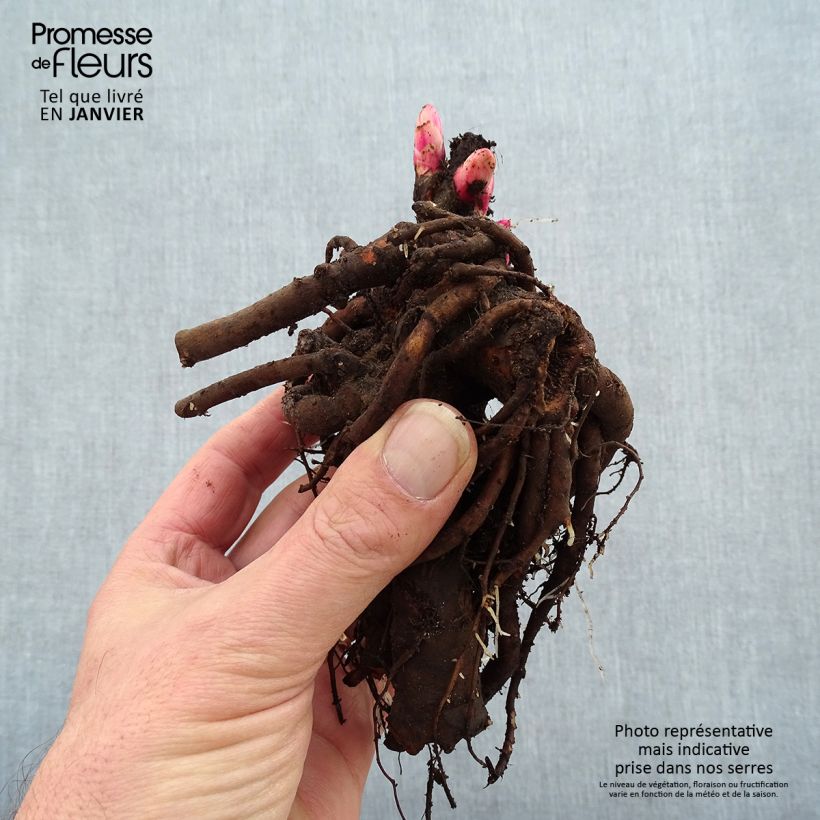 Peonia erbacea Coral Magic Cespo 3/5 occhi esemplare consegnato in inverno