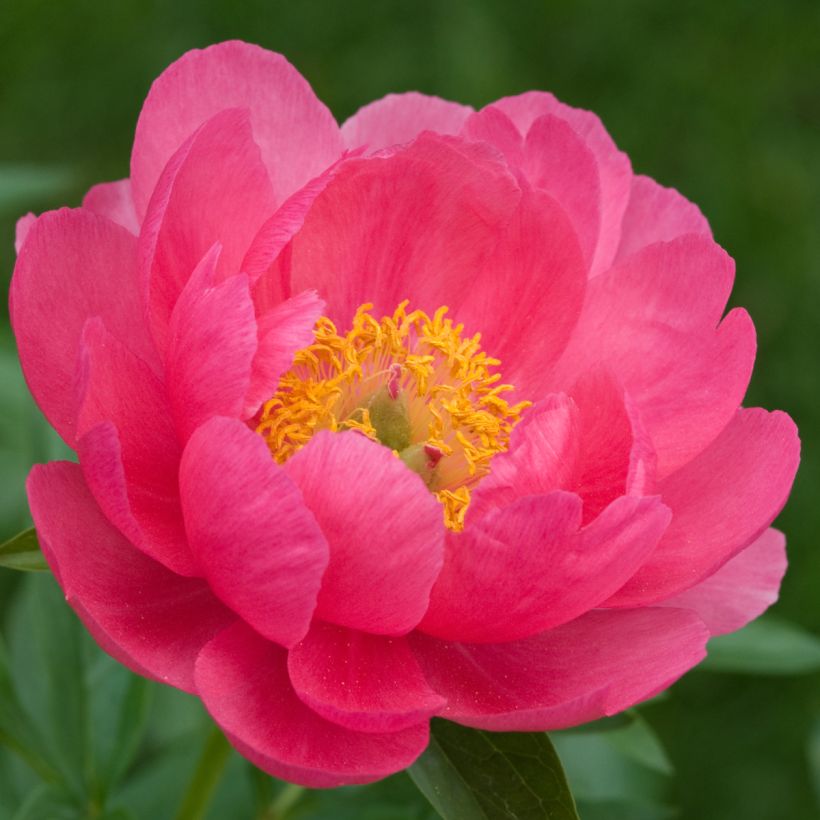 Peonia erbacea Cytherea (Fioritura)