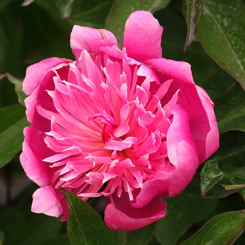 Peonia erbacea Edulis Superba (Fioritura)