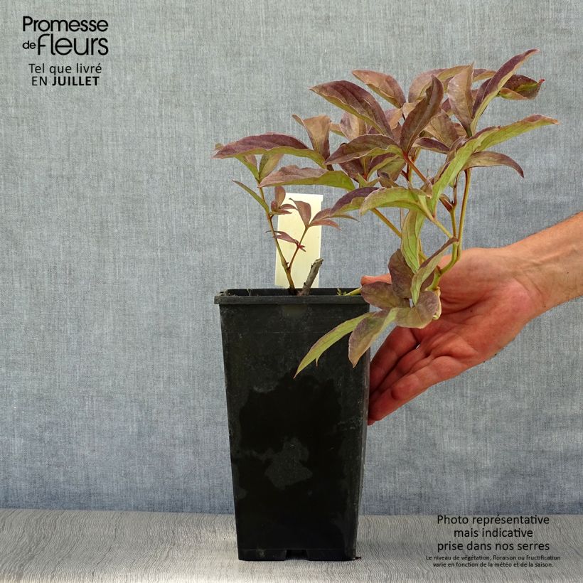 Esemplare di Peonia erbacea Inspecteur Lavergne Vaso da 3L/4L consegnato in estate