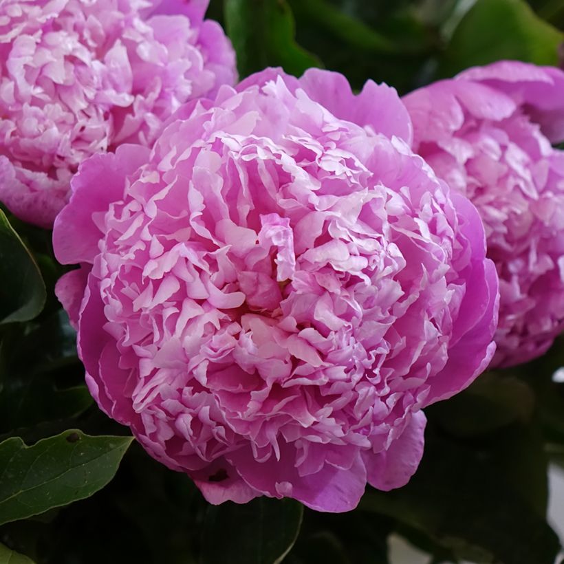 Peonia erbacea Jacorma (Fioritura)