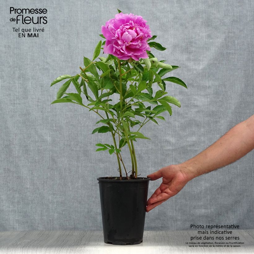 Peonia erbacea Monsieur Jules Elie Vaso da 3L/4L esemplare consegnato in primavera