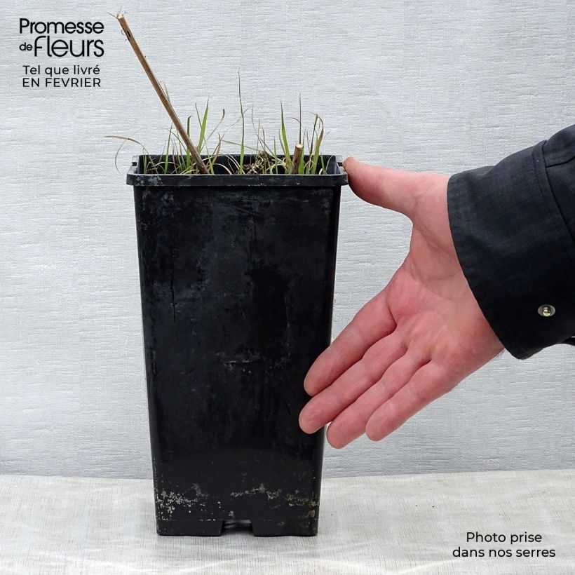 Peonia erbacea Nippon Beauty Vaso da 3L/4L esemplare consegnato in inverno