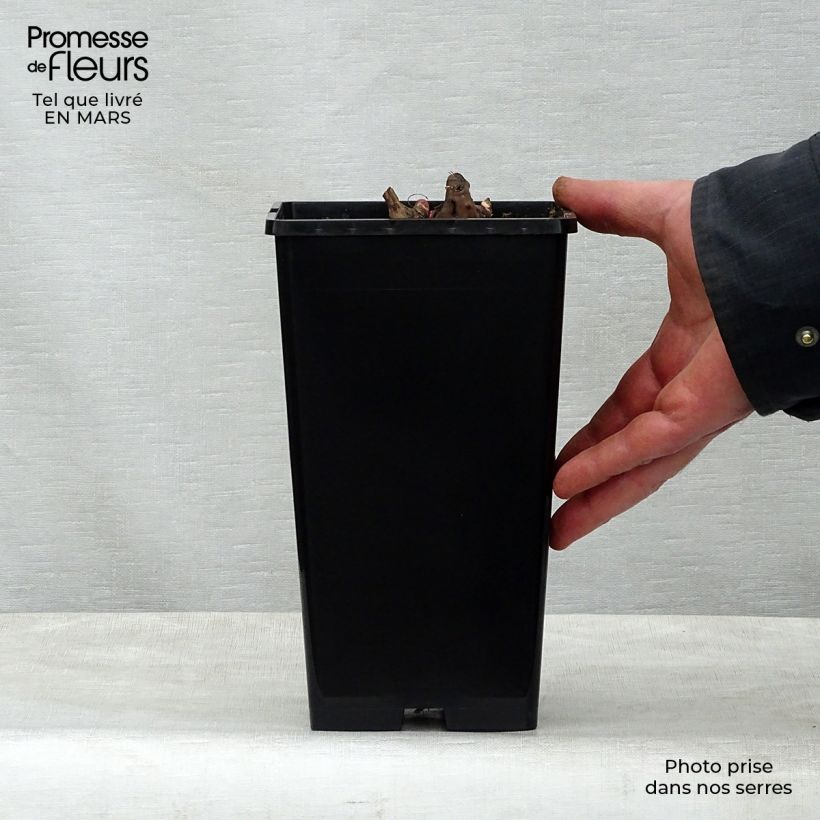 Peonia erbacea Nippon Beauty Vaso da 3L/4L esemplare consegnato in primavera