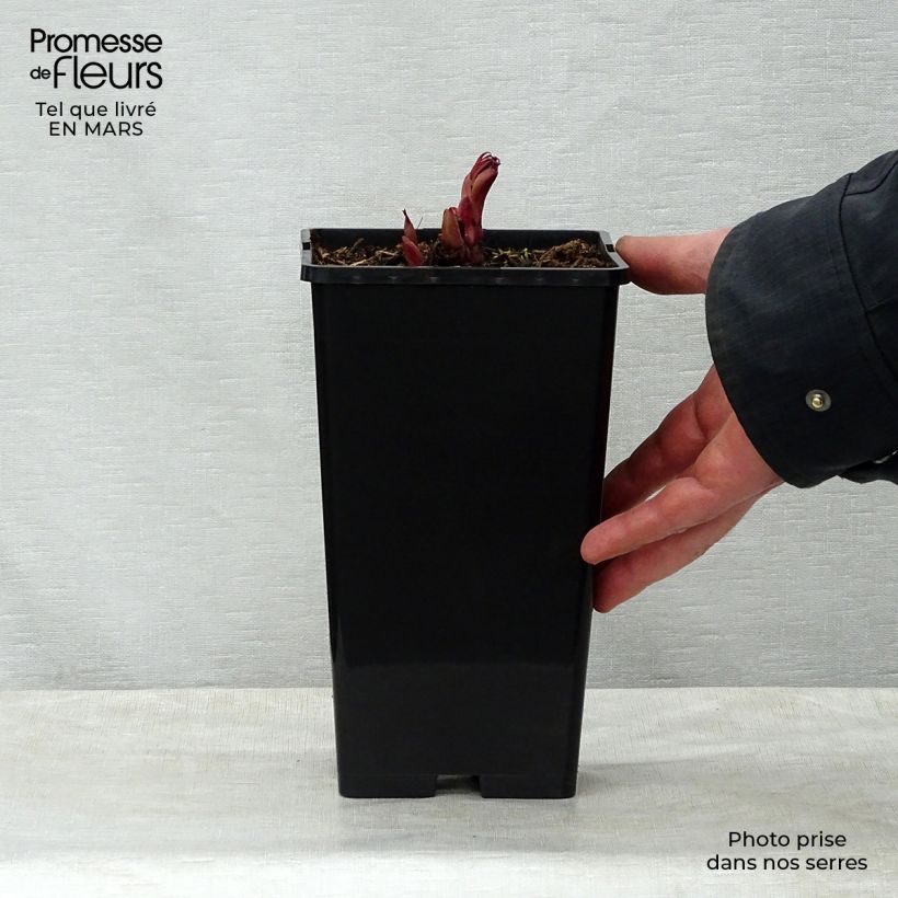 Peonia erbacea Peter Brand Vaso da 3L/4L esemplare consegnato in primavera