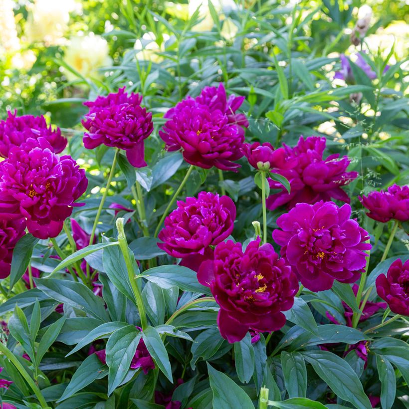 Peonia erbacea Peter Brand (Porto)