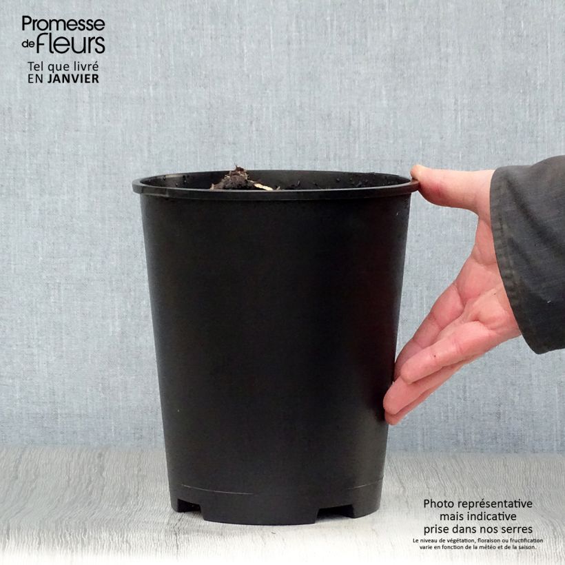 Peonia erbacea Solange Vaso da 3L/4L esemplare consegnato in inverno