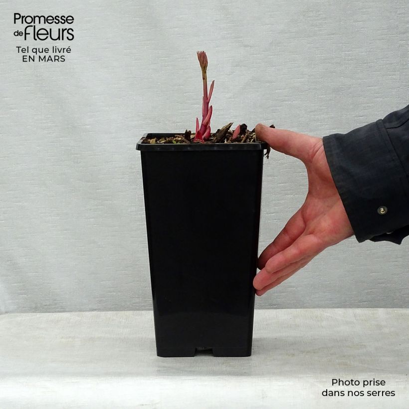 Peonia erbacea Sorbet Vaso da 3L/4L esemplare consegnato in primavera