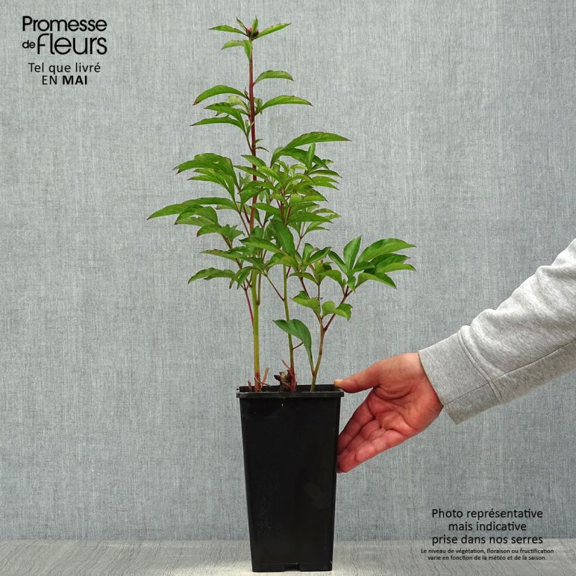 Esemplare di Peonia erbacea White Wings Vaso da 3L/4L consegnato in estate