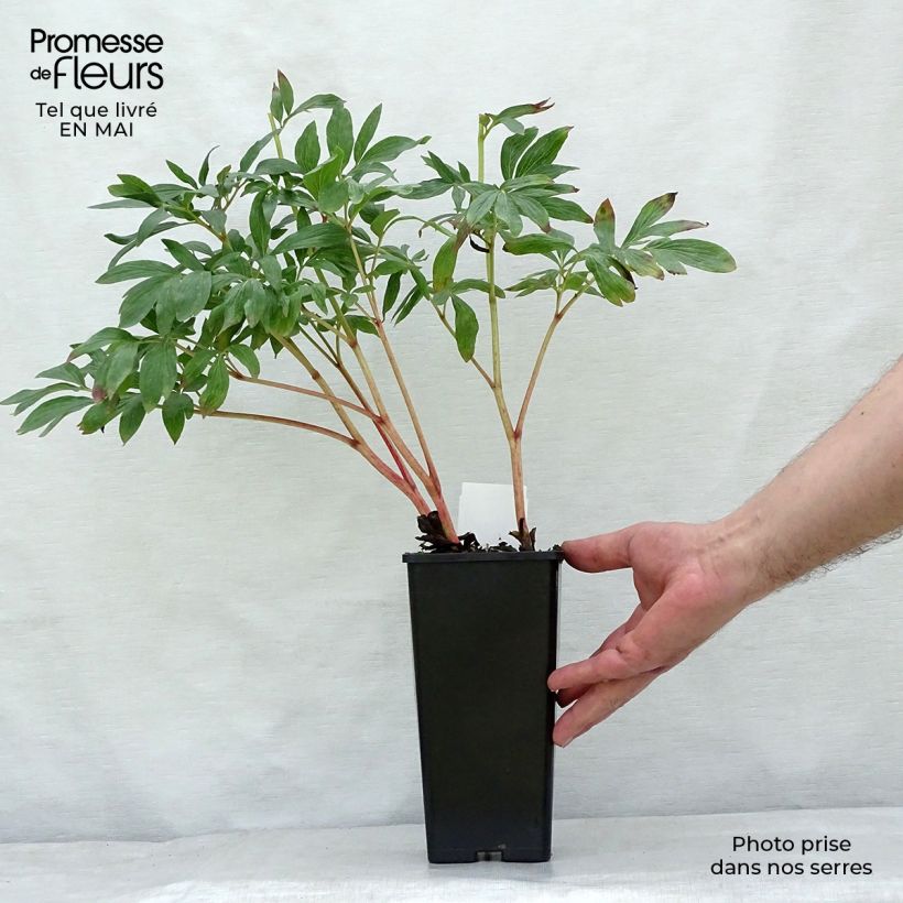 Paeonia officinalis Rosea Plena Vaso da Ø 12 cm / 13 cm esemplare consegnato in primavera