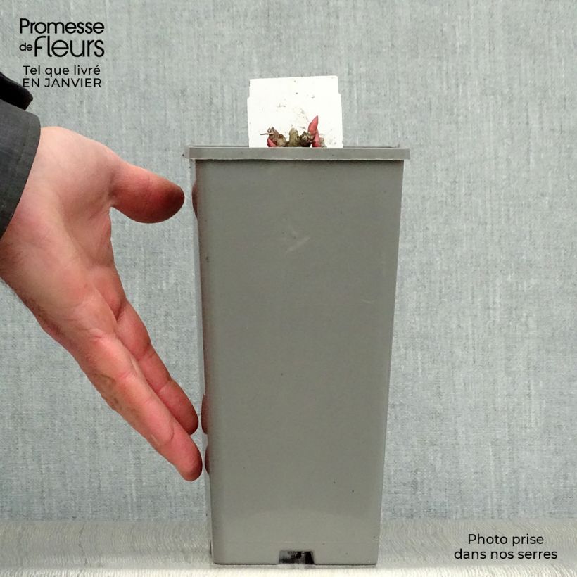 Paeonia officinalis Rosea Plena Vaso da Ø 12 cm / 13 cm esemplare consegnato in inverno