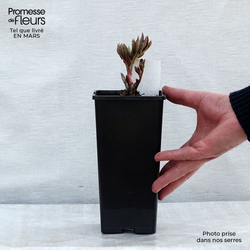 Paeonia officinalis Rubra Plena Vaso da Ø 12 cm / 13 cm esemplare consegnato in inverno