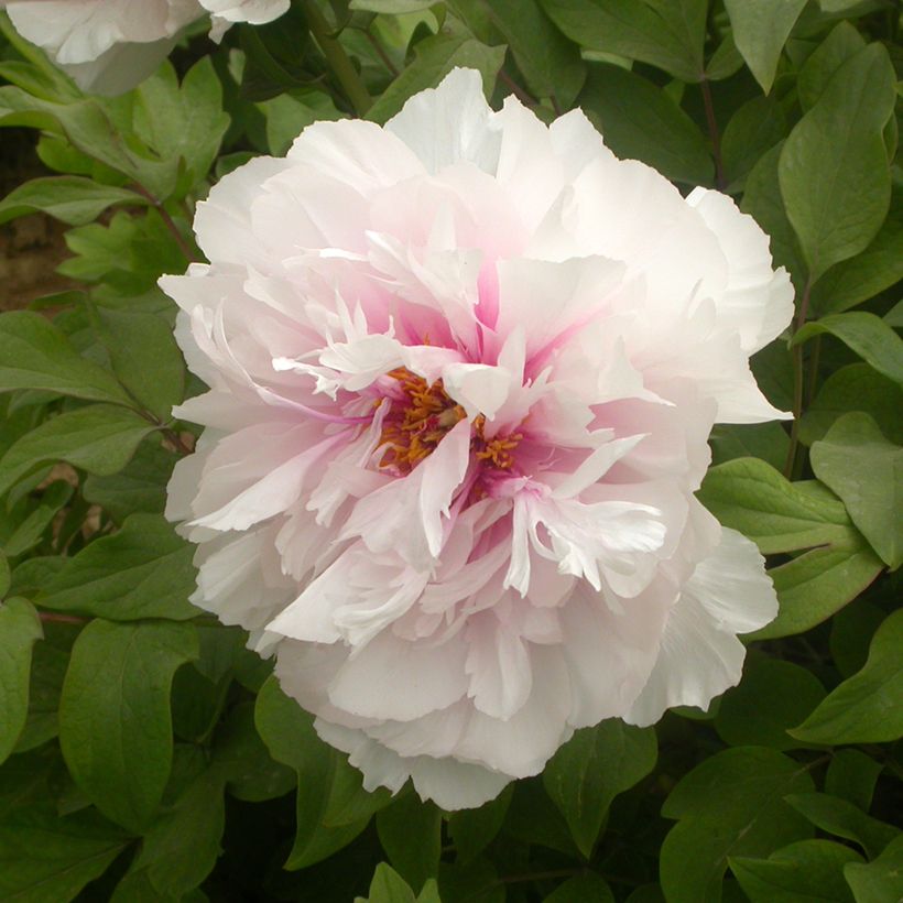 Peonia arborea Xue Ying Tao Hua (Peachy Snow) - Paeonia suffruticosa (Fioritura)